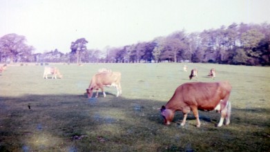 Guernsey Cows in the park, now 16th hole of golf course