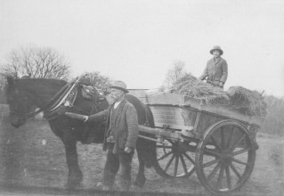 Horse and cart Molly Tier